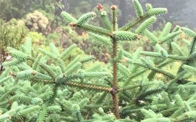 Pinsapar de Sierra Bermeja